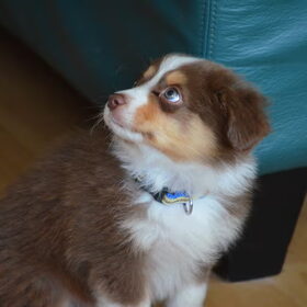 Luca