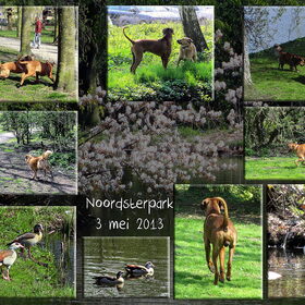 Noordsterpark in Wormerveer