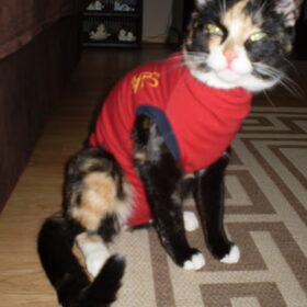 Hondenfoto van Chicka