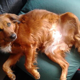 Naika's buik met 4 weken dracht