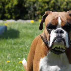 Hondenfoto van Ronnie & ««Jara»»
