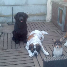 Onze roedel: Diesel , Shadow,Luna,Faith en Eros :)
