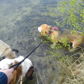 Lekker in het water met hun vriendje Tasco :)