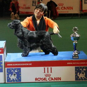 roxicocker fantasy in blue. 3e beste jeugd in show