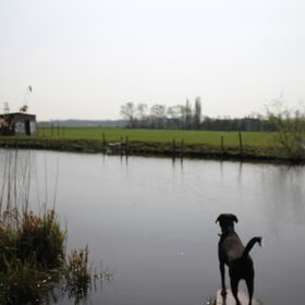 Hondenfoto van Suzan 