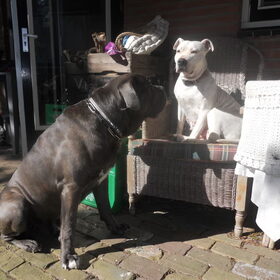 Hondenfoto van Peter & Dinos