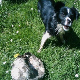 Hondenfoto van **The more I know about people, the more I love dogs**