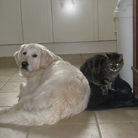 ziggy samen met de poes (ze is blind doof en dement) . ze weet…