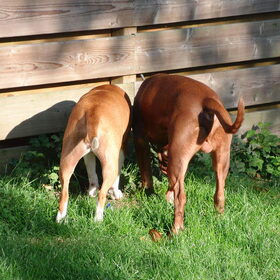 Hondenfoto van priscilla & C.S.C