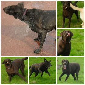 Hondenfoto van Buffy & Bailey