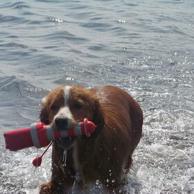 Diva op vakantie in de zee