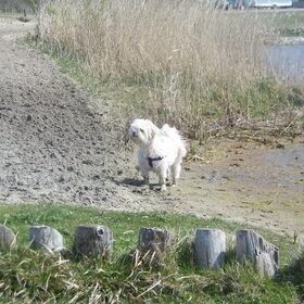 Sandy op het strand op vakantie