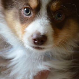 Luca