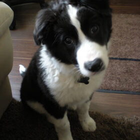 Hondenfoto van Willemke en Odie