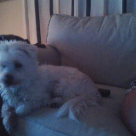 Hondenfoto van Cassy met Pepsi, Shana en Mandy