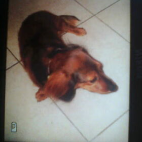 Hondenfoto van Cassy met Pepsi, Shana en Mandy