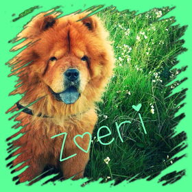 Hondenfoto van Caroline & Zoeri 