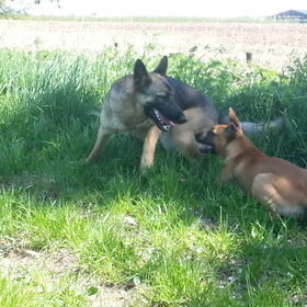 Hondenfoto van Lisanne, Misha, Tessa&Arrow