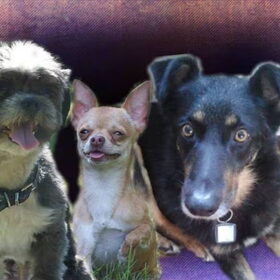 Hondenfoto van Samantha, Micah,Timmy&Timo