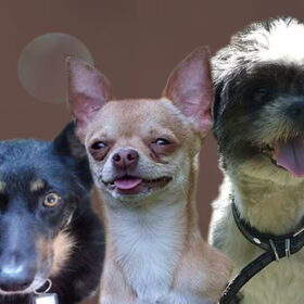 Hondenfoto van Samantha, Micah,Timmy&Timo