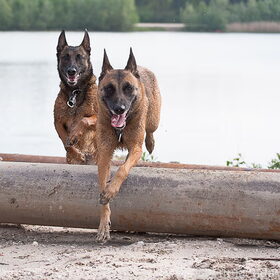 Hondenfoto van De Mecheltjes clan