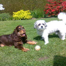 Milo en Noa