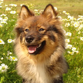 Hondenfoto van Kennel Jalanjälki