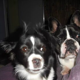 Hondenfoto van **The more I know about people, the more I love dogs**