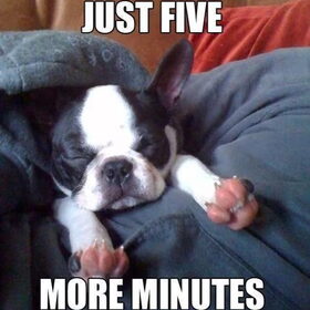 Hondenfoto van **The more I know about people, the more I love dogs**