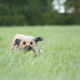Hondenfoto van team Shadow