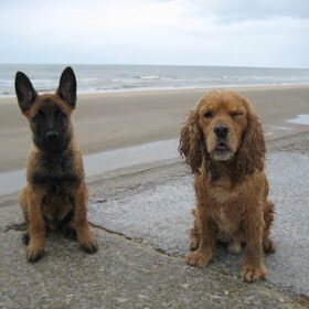 Hondenfoto van Kim & Peet met Cooper & Quiero