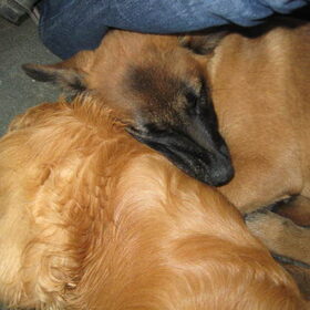 Hondenfoto van Kim & Peet met Cooper & Quiero