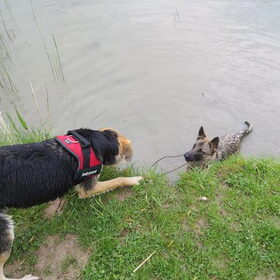 Hondenfoto van Lisanne, Misha, Tessa&Arrow