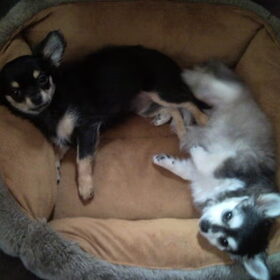 dino en phoebe in de mand.