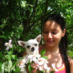 Hondenfoto van ~Saartje & de chihuahua roedel ~