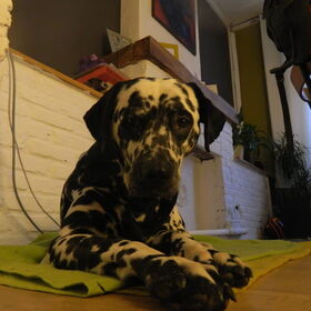 Mooie Perdie!