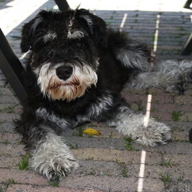 Knappe vent!