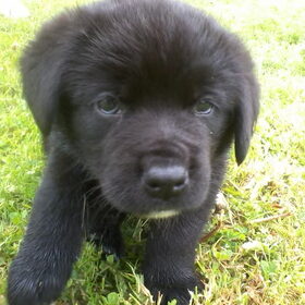 Hondenfoto van Tineke *Luna * Rambo (Brutus R.I.P)