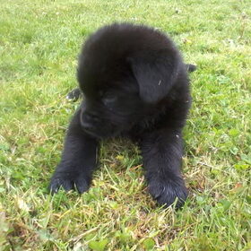 Hondenfoto van Tineke *Luna * Rambo (Brutus R.I.P)