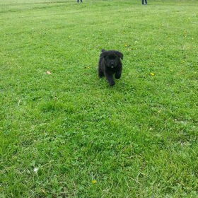 Hondenfoto van Tineke *Luna * Rambo (Brutus R.I.P)