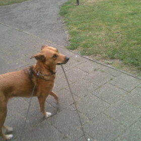 Mila is dol op grote takken verslepen,kleine bob de bouwer.