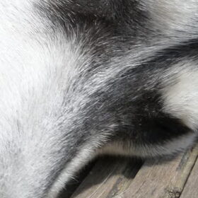 Evil eye ;)
