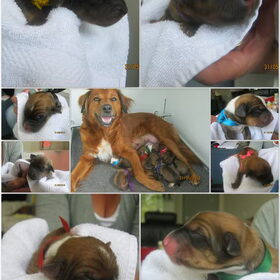 Collage pups