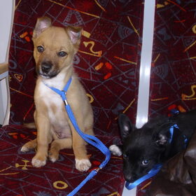 Lakota meet zijn zusje Mayla in de trein