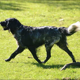 Hondenfoto van Maks met Fenna & Yuna