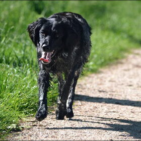 Hondenfoto van Maks met Fenna & Yuna