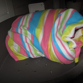 Hondenfoto van Hannah & Bink† en Beertje