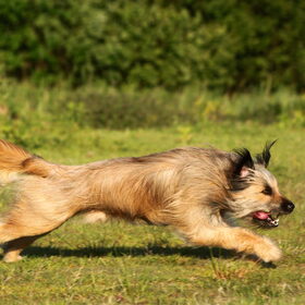 Hondenfoto van team Shadow