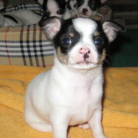 Oskar , pup van chicca en gizmo 4 weken oud