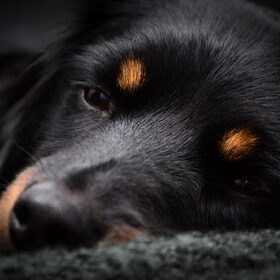 Hondenfoto van Sammie